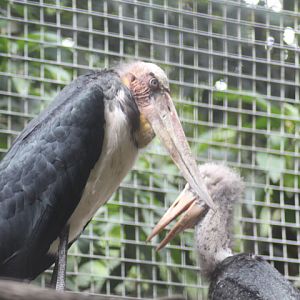 Lesser adjutant (Leptoptilos javanicus)