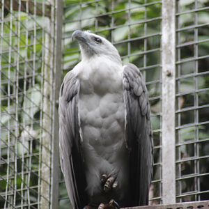 White-bellied sea eagle (Icthyophaga leucogaster)