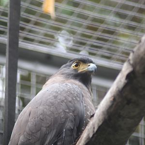Crested serpent eagle (Spilornis cheela pallidus)