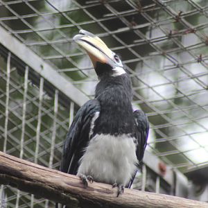 Oriental pied hornbill (Anthracoceros albirostris convexus)