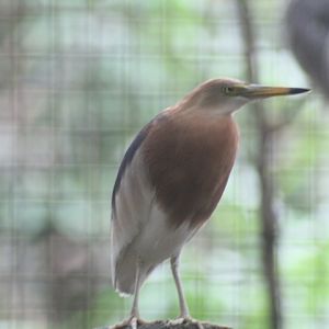 Javan pond heron (Ardeola speciosa)