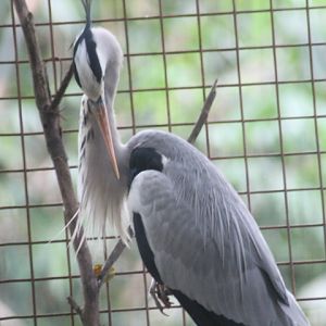 Grey heron (Ardea cinerea jouyi)