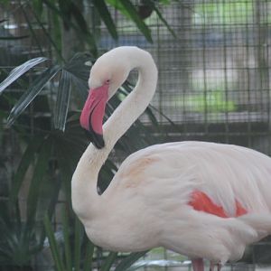 Greater flamingo (Phoenicopterus roseus)