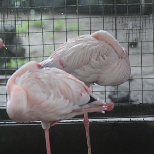 Lesser flamingo (Phoeniconaias minor)