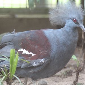 Western crowned pigeon (Goura cristata)