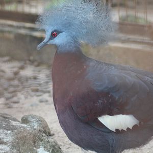 Sclater's crowned pigeon (Goura sclaterii)