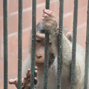 Southern pig-tailed macaque (Macaca nemestrina)