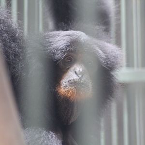 Siamang (Symphalangus syndactylus)