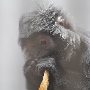 West Javan langur (Trachypithecus mauritius)