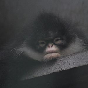 Natuna Island surili (Presbytis natunae)