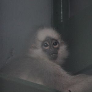 Mitered langur (Presbytis mitrata)