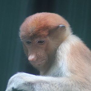 Proboscis monkey (Nasalis larvatus)