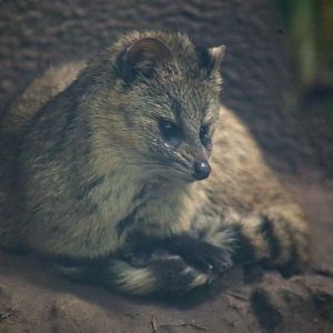 Small Indian Civet (Viverricula indica)