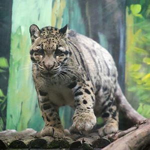 The Last Clouded Leopard
