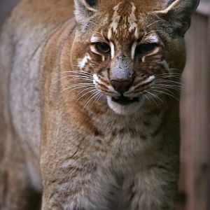 Tibetan Golden Cat (Catopuma temminckii tristis)
