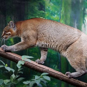 Tibetan Golden Cat (Catopuma temminckii tristis)