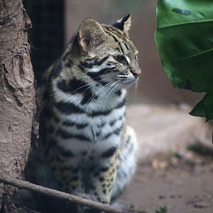 Chinese Leopard Cat (Prionailurus bengalensis chinensis)