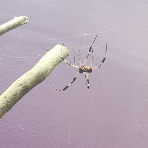 Museum Of L&S (2023) - Orb Weaver Spider
