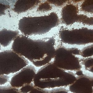 Museum Of L&S (2023) - Harvester Ants