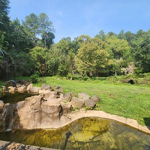 Museum Of L&S (2023) - American Black Bear enclosure
