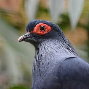 Madagascar blue-pigeon (Alectroenas madagascariensis)