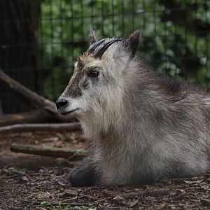 Japanese Serow
