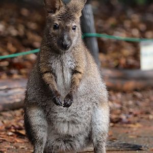 Bennett's wallaby