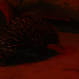New Guinea short-beaked echidna (Tachyglossus aculeatus lawesii)