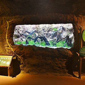 Titicaca Water Frog exhibit