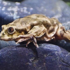 Titicaca Water Frog (Telmatobius culeus)