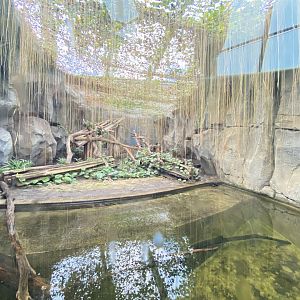 Rainforest house, fishing cat enclosure