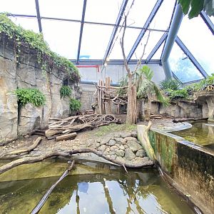 Rainforest house, binturong and small-clawed otter enclosure