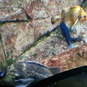 Fish IDs please? (Aquarium of the pacific)