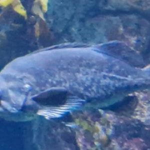 Fish ID please? (Aquarium of the pacific