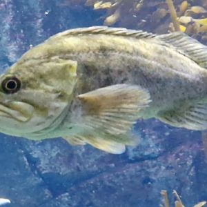 Fish ID please? (Aquarium of the pacific)