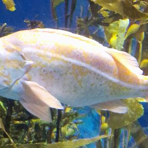 Fish ID please? (Aquarium of the pacific)