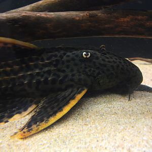 Scarlet cactus pleco (Pseudacanthicus pirarara)