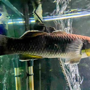 Snakehead Gudgeon