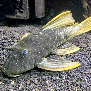 Gold Sailfin Pleco