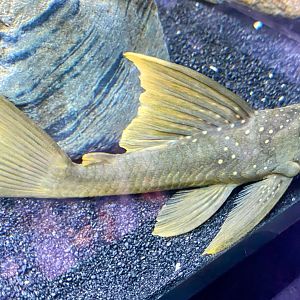 Sunshine Pleco