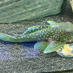 Blue Phantom Pleco
