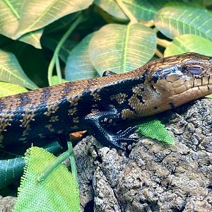 Irian Jaya Blue-tongued Skink