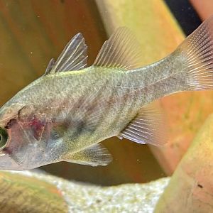 Wichmann’s Mouth-Almighty