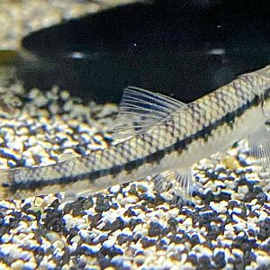 Blue-faced Hummingbird Characin