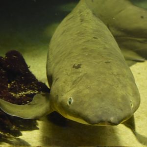 Australian Lungfish ~ October 28th, 2022