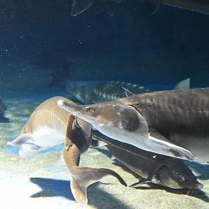 Sturgeons ~ October 28th, 2022