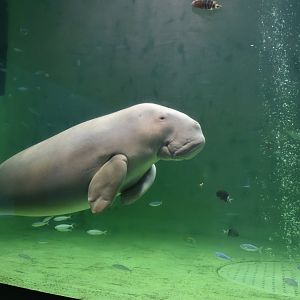 Dugong ~ October 28th, 2022