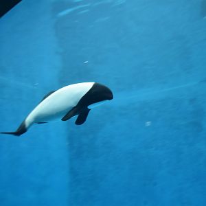 Commerson's Dolphin ~ October 28th 2022