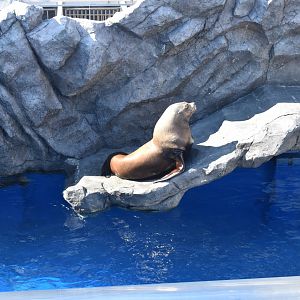 Stellar's Sea Lion ~ October 28th 2022