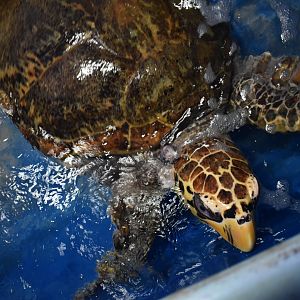 Hawksbill and Loggerhead Hybrid BTS ~ October 28th 2022